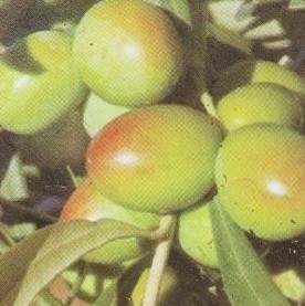 Olivovník evropský květináč 14cm