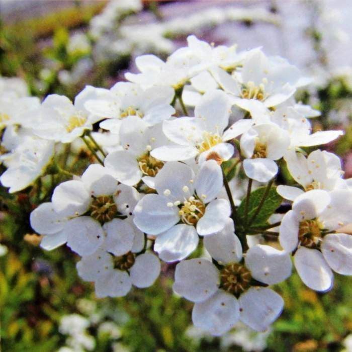 Tavolník popelavý 'Grefsheim' květináč 1