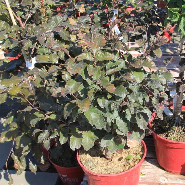 Buk lesní 'Purpurea Nana' květináč 5 litrů