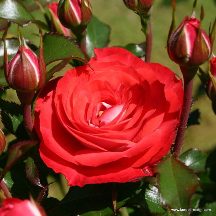 Růže Kordes 'Planten und Blomen' 2