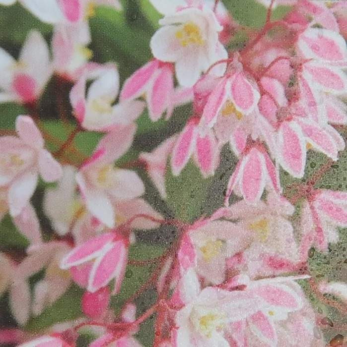 Trojpuk růžový 'Yuki Cherry Blossom' květináč 5