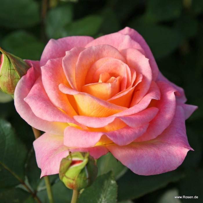 Růže Kordes 'Dekora' 2