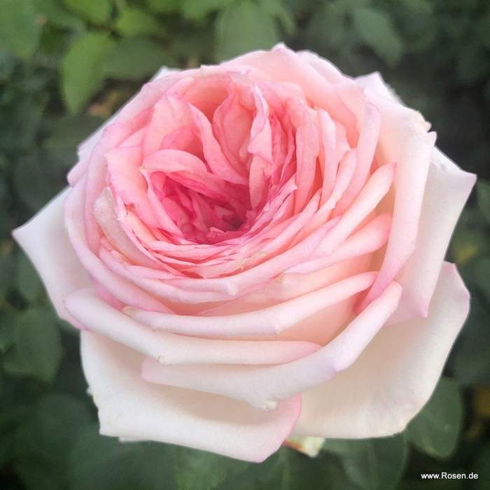 Růže Kordes 'Meine Rose'