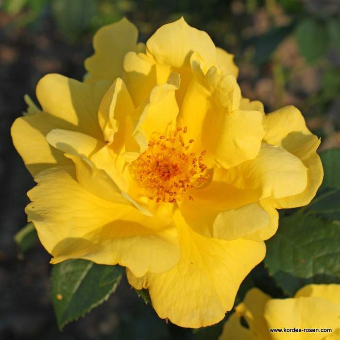 Růže Kordes 'Lemon Fizz'