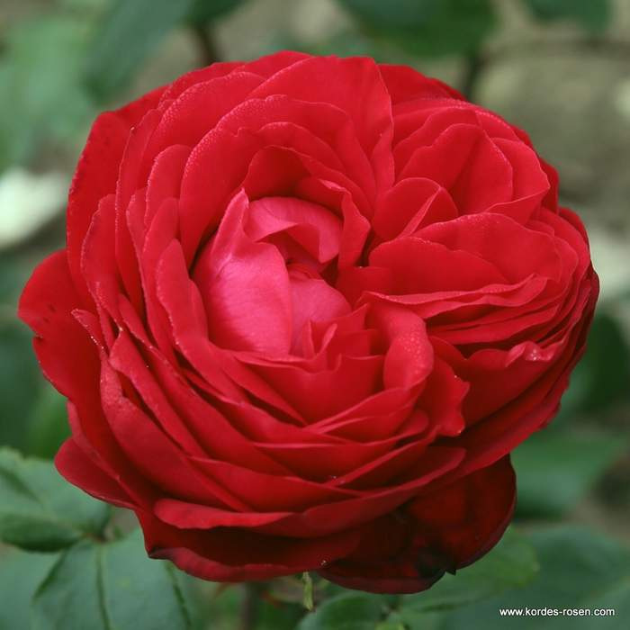 Růže Kordes 'Tiamo' 2