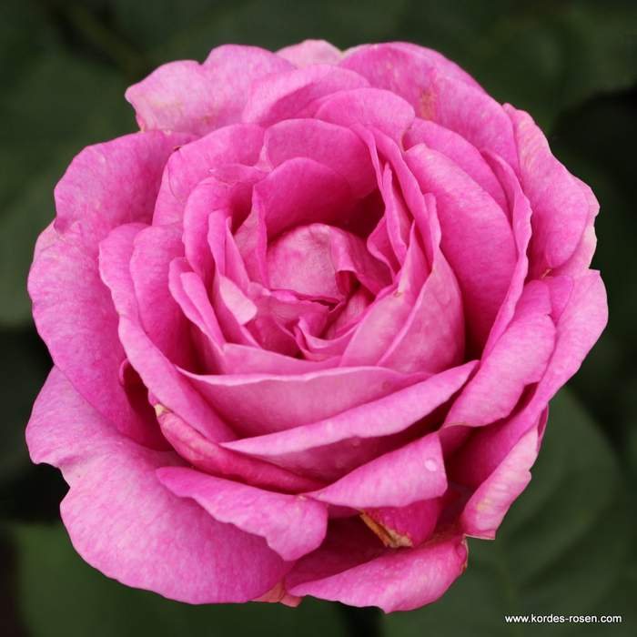 Růže Kordes Parfuma 'Carmen Würth'