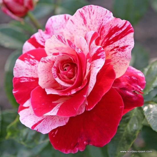 Růže Kordes 'Abracadabra' 2