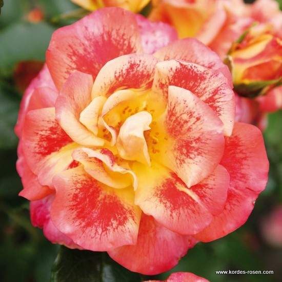 Růže Kordes 'Airbrusch' 2