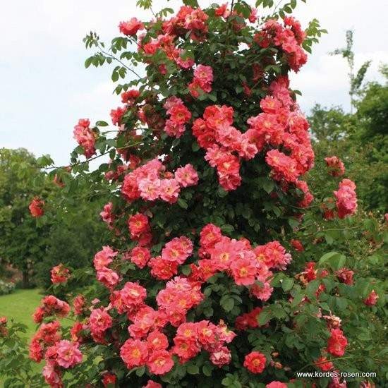 Růže Kordes 'Bajazoo' 2