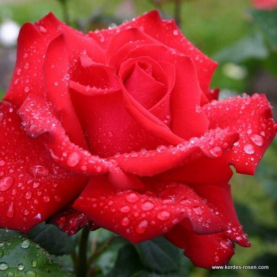 Růže Kordes 'Grande Amore'