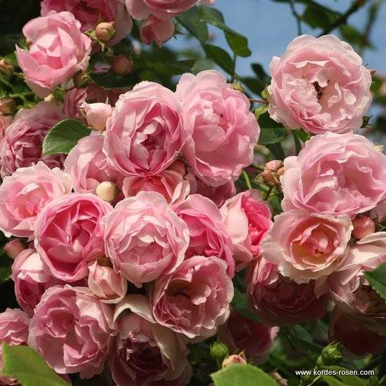 Růže Kordes 'Jasmina' 2
