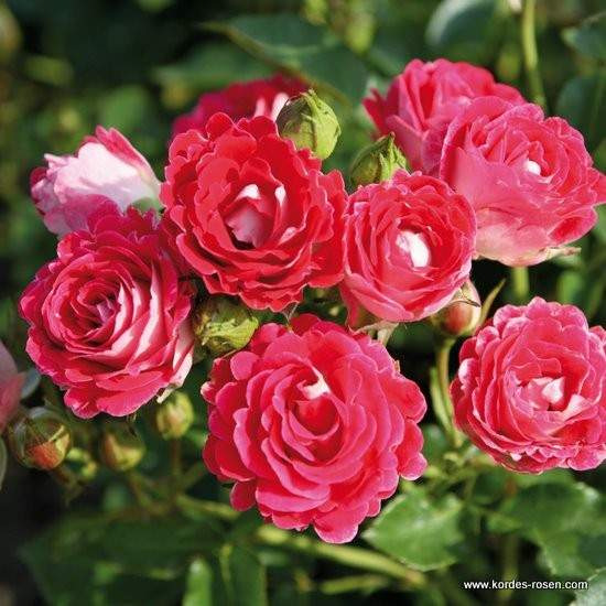 Růže Kordes 'Marie Rottrova'