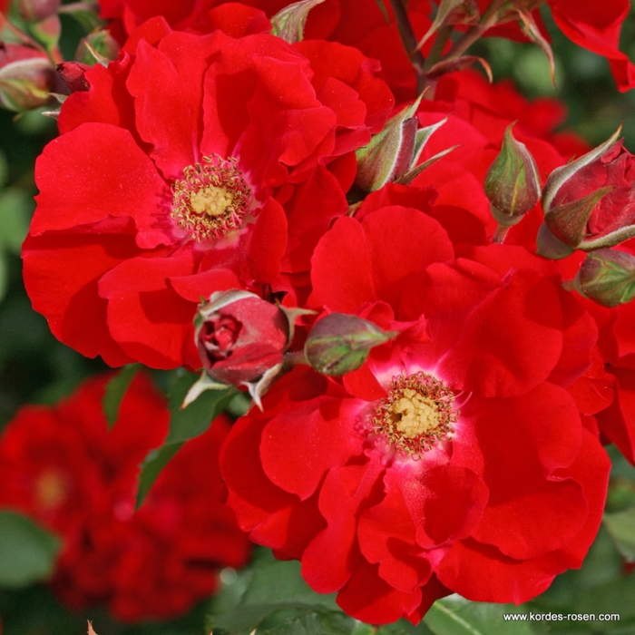 Růže Kordes 'Roter Korsar'