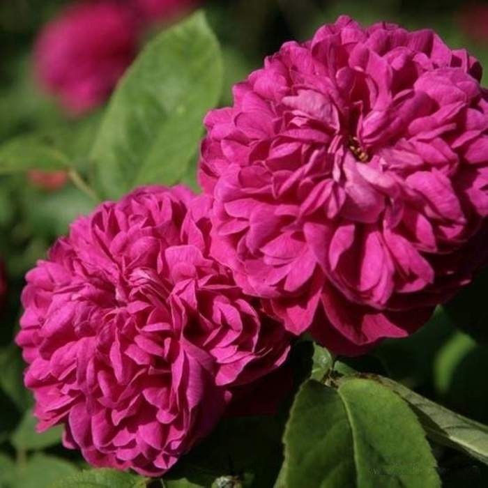 Růže 'Rose de Resht' květináč