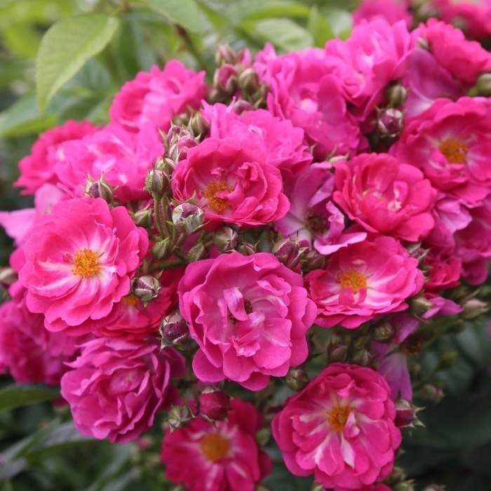 Růže Kordes 'Perfumy Siluetta'