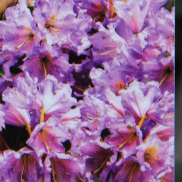 Pěnišník Inkarho® 'Dufthecke Lilac' květináč 5