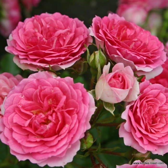 Růže Kordes 'Amica' 2