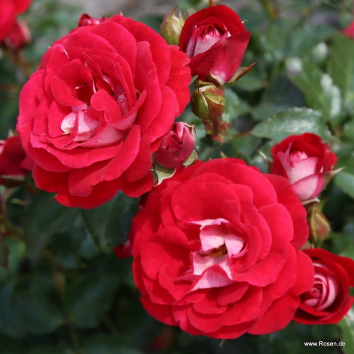 Růže Kordes 'Corazon' 2