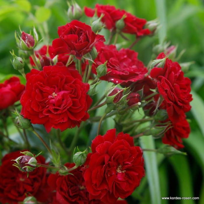 Růže Kordes 'Crimson Siluetta'