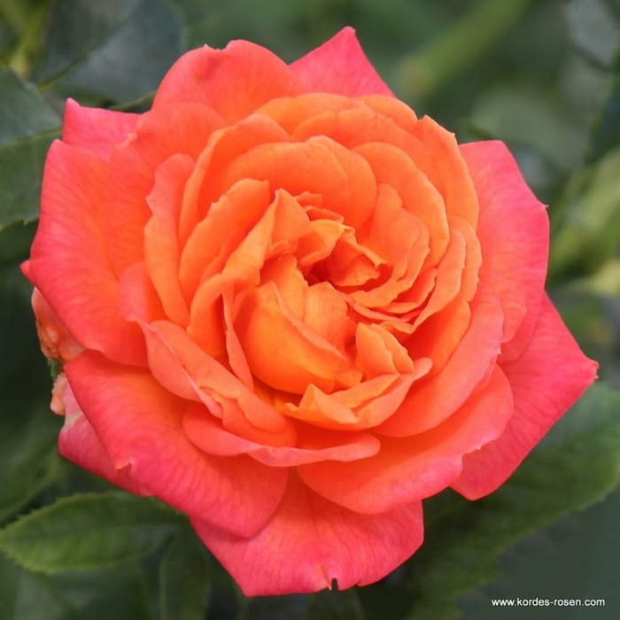 Růže Kordes 'Vulcano' 2