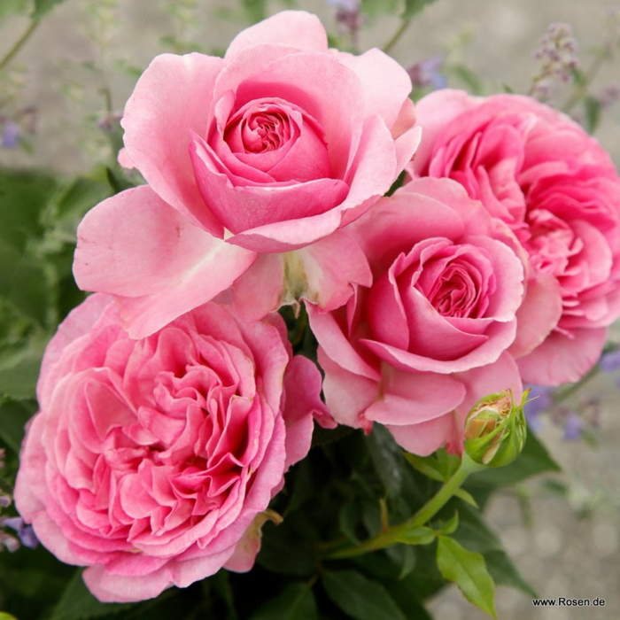 Růže Kordes Parfuma 'Königin Marie'