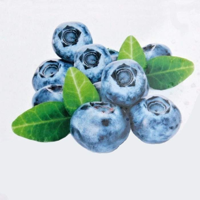 Kanadská borůvka 'Brigitta Blue' květináč 5 litrů