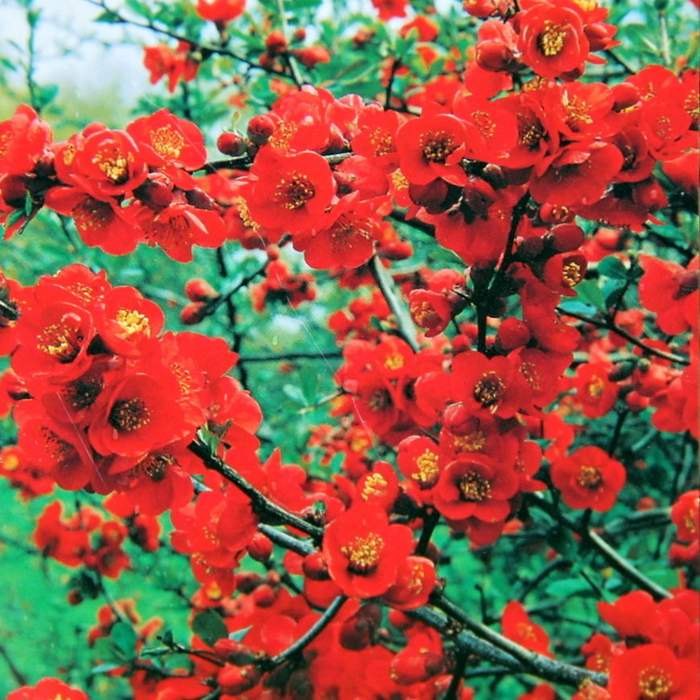 Kdoulovec nádherný 'Texas Scarlet' květináč 2