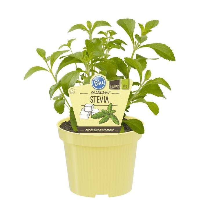 Stevia sladká BIO