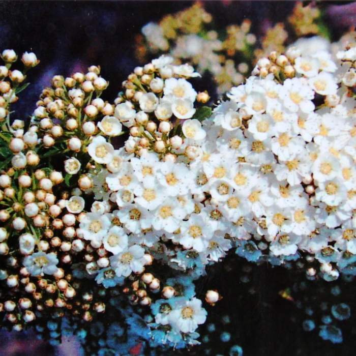 Tavolník nipponský 'Snowmound' květináč 5 litrů