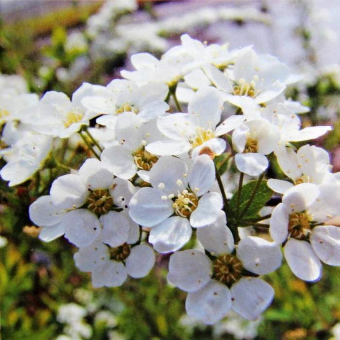 Tavolník popelavý 'Grefsheim' květináč 2