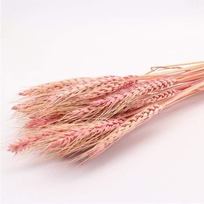 Sušina Pšenice barvená růžová