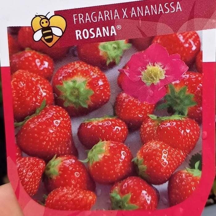 Jahodník stáleplodící 'Rosana' květináč