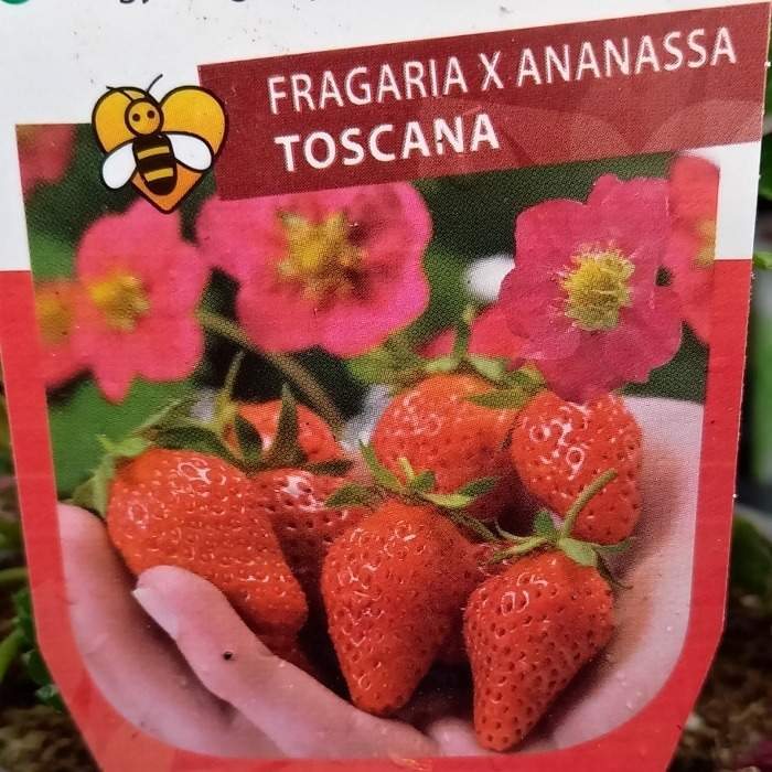 Jahodník stáleplodící 'Toscana' květináč