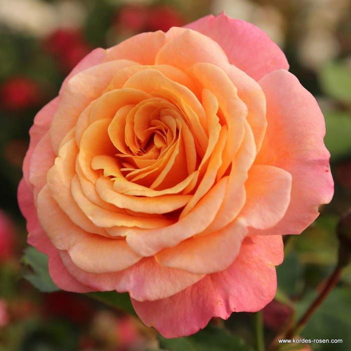 Růže Kordes 'Peach Melba'