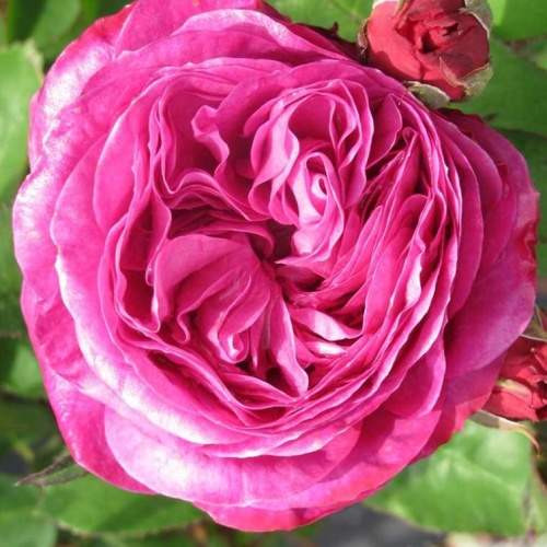 Růže 'Heidi Klum' 4