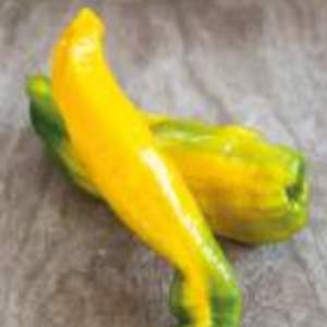 Paprika 'Manati Yellow' neroubovaná