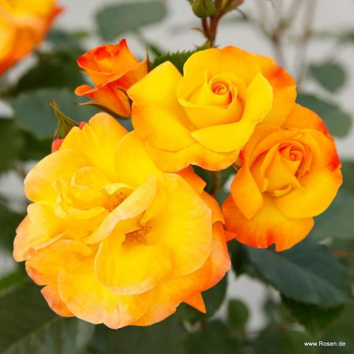 Růže Kordes 'Bright Smiles'