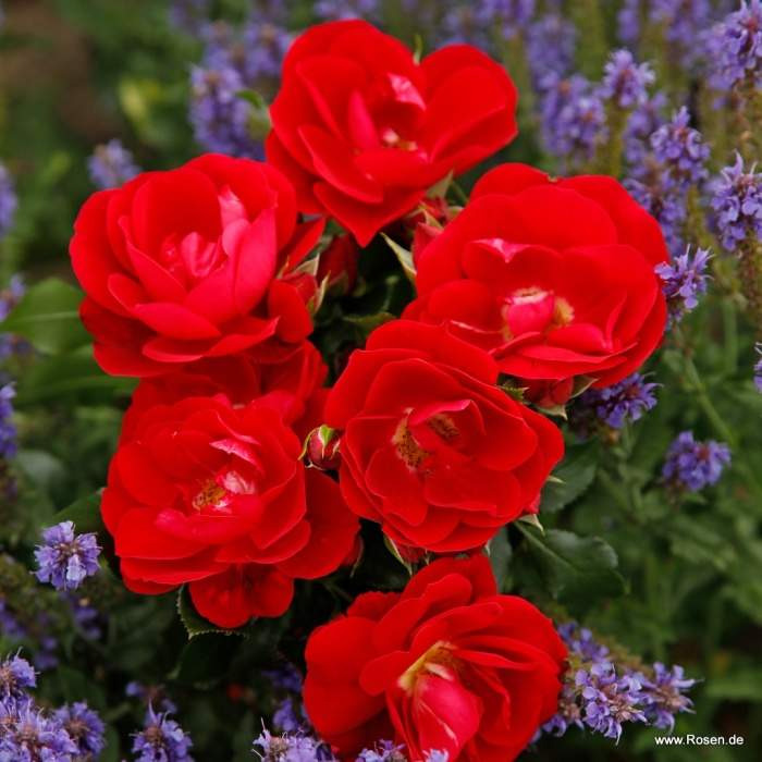 Růže Kordes 'Caracho' 2