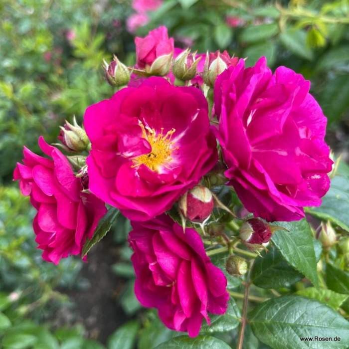 Růže Kordes 'Purple Siluetta'