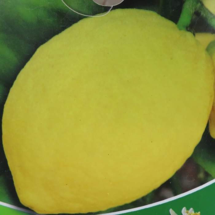 Citroník pravý květináč 5 litrů