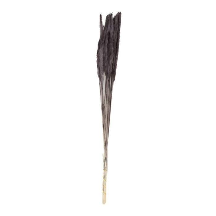 Sušina pampová tráva barvená černá