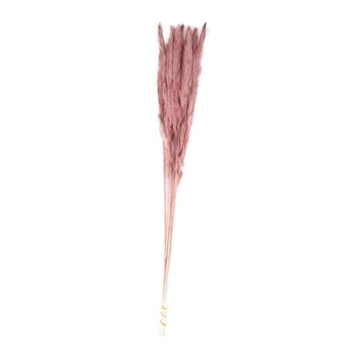 Sušina pampová tráva barvená starorůžová