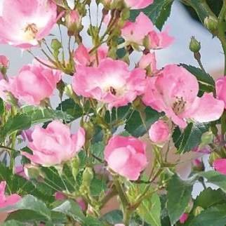 Růže 'Rosy Boom' mix barev
