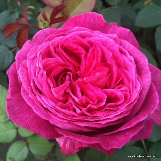 Růže Kordes Parfuma 'Freifrau Caroline'