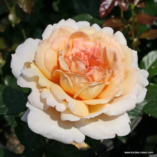 Růže Kordes Parfuma 'Grossherzogin Luise'