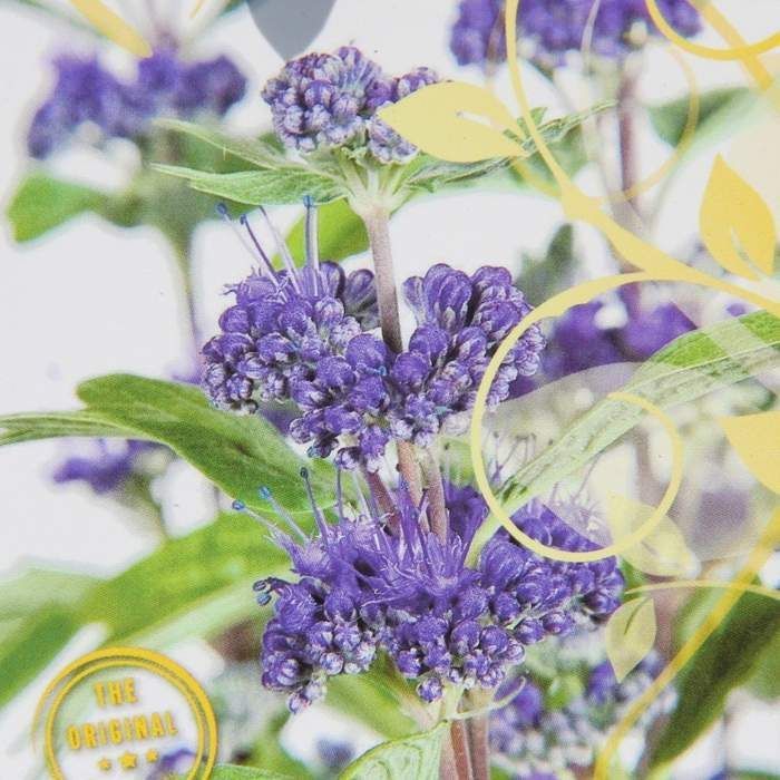 Ořechokřídlec 'Grand Bleu' květináč 2