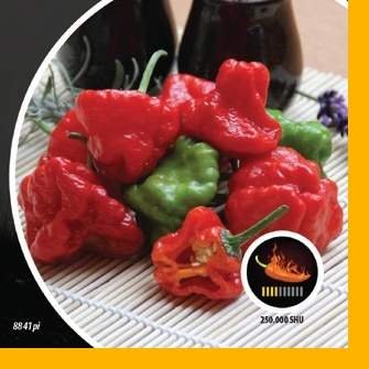 Paprika chilli Jamaican Rosso