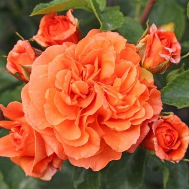 Růže Kordes 'Orangerie' 2