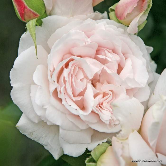Růže Kordes Parfuma 'Constanze Mozart'
