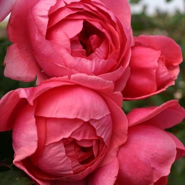 Růže Kordes Parfuma 'Gartenprizessin Marie-José'